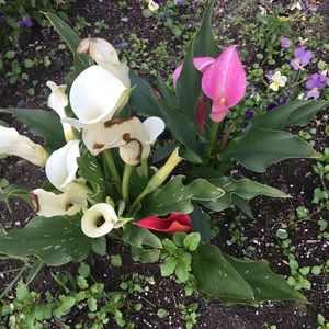 Meet your Posher, Adrienne